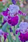 USA, Oregon. Garden in full bloom with bearded iris and Russell lupine. Art Print